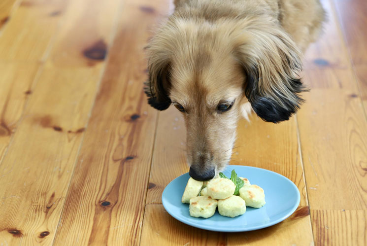 愛犬のおやつを手作りする際の注意点を解説！デメリット・リスクなど