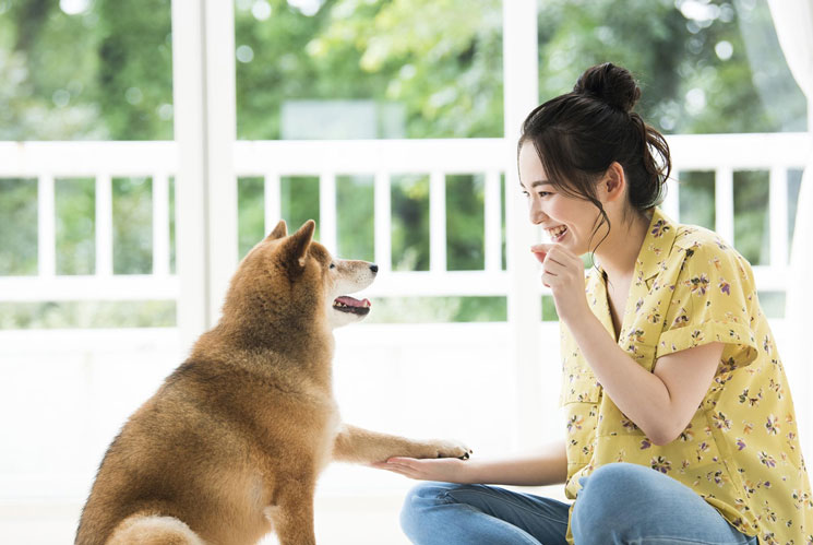 手作りしやすい犬用の無添加おやつといえば？おすすめの家電も紹介