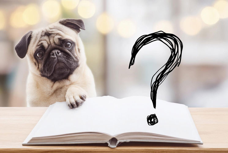 手作りおやつを愛犬に与えるのにはリスクもある…？